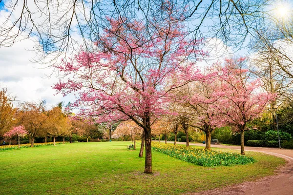 Hermoso Jardín Con Árboles Flor Durante Primavera —  Fotos de Stock