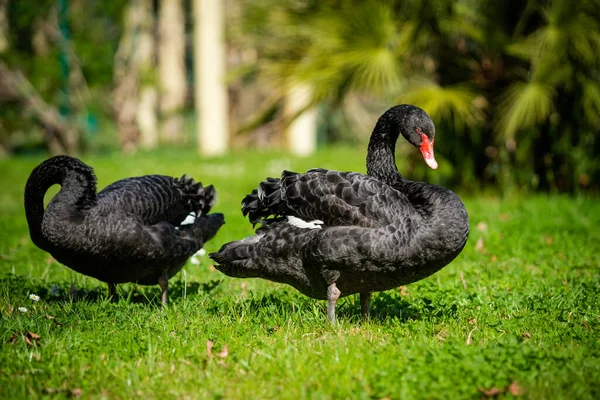 Dvě Černé Labutě Cygnus Atratus — Stock fotografie