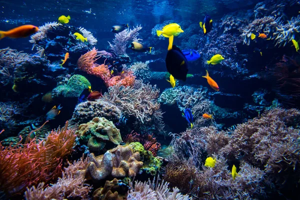 Підводний Вид Кораловий Риф — стокове фото