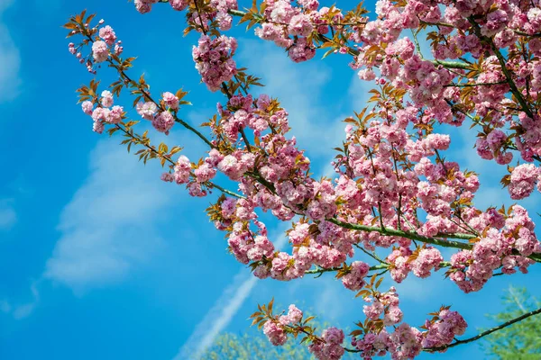 Рожеві Квіти Цвітуть Деревах Ліцензійні Стокові Фото