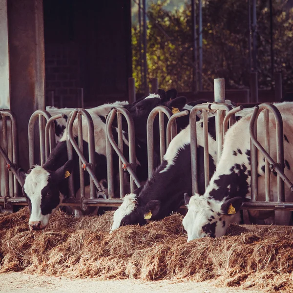 Kor på en gård — Stockfoto