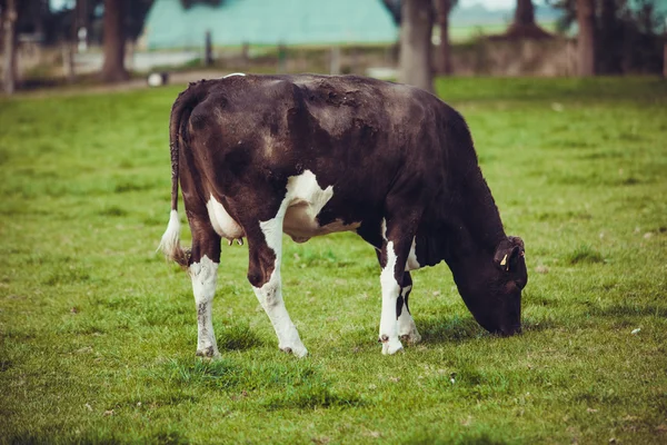 Vacas en el prado —  Fotos de Stock