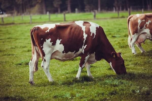 Vacas en el prado — Foto de Stock