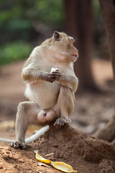 Pequeño mono. — Foto de Stock