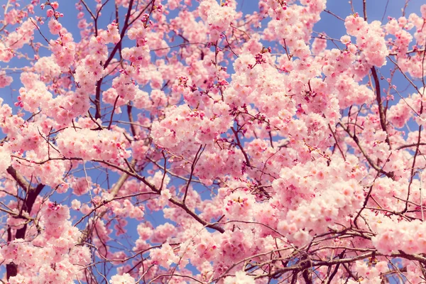 Sakura kwiaty. — Zdjęcie stockowe