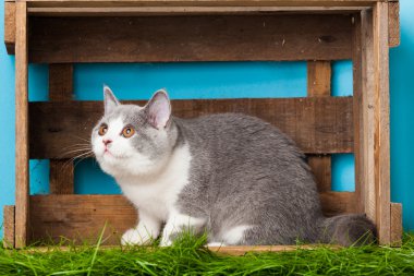 Britanya ile ilgili stenografi kedi beyaz zemin üzerinde. İngiliz kedi izole