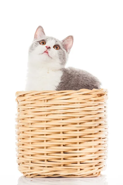 British shorthair cat on a white background. british cat isolate — Stock Photo, Image