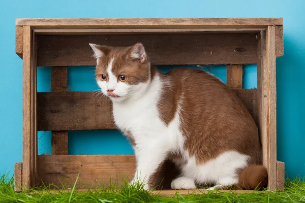 Britanya ile ilgili stenografi kedi beyaz zemin üzerinde. İngiliz kedi izole — Stok fotoğraf