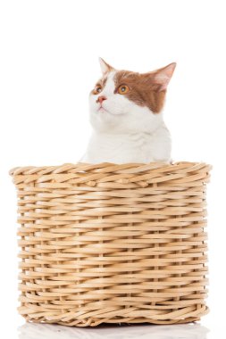 gatinho britânico no caixa. gatinho bonitinho no fundo branco 