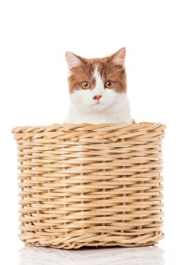 gatinho britânico no caixa. gatinho bonitinho no fundo branco 