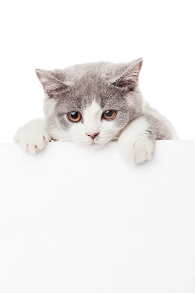 Gatinho bonito com cartaz em branco. Adorável Britânico KITT Shorthair — Fotografia de Stock