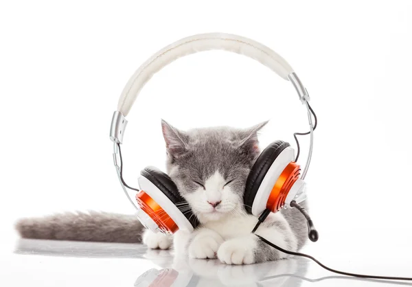 Niedliches Kätzchen und Kopfhörer. junge Katze hört Musik mit Witz — Stockfoto