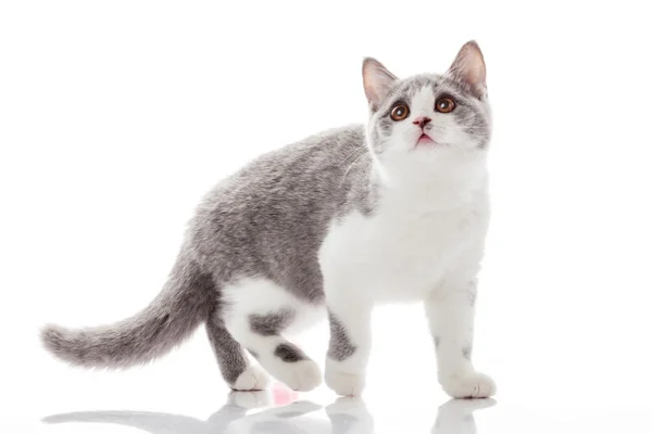 Gatito sobre un fondo blanco. gatito gris —  Fotos de Stock