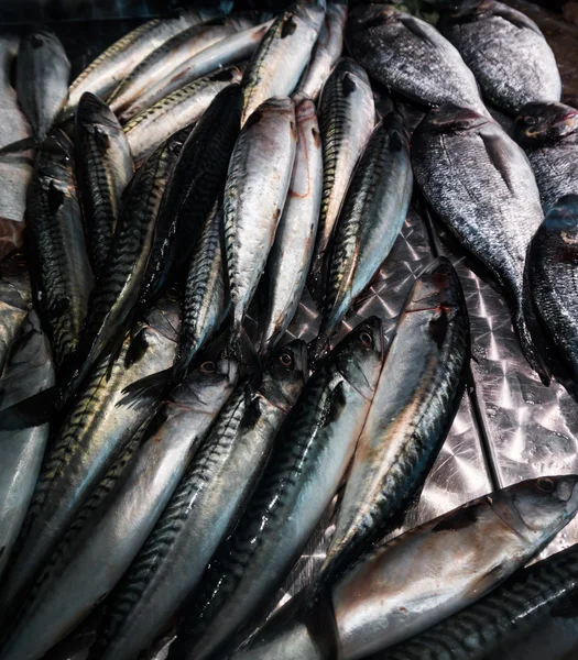 Fresh mackerel fish — Stock Photo, Image