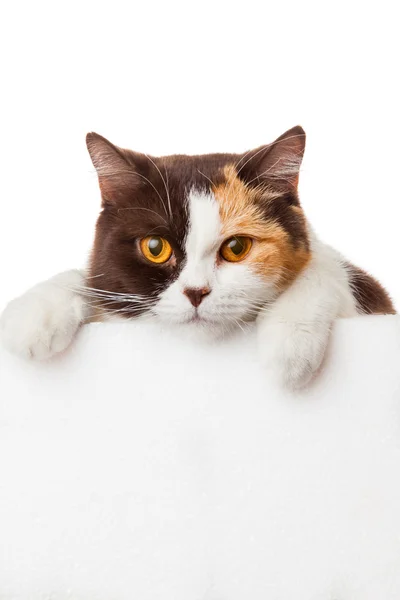 Lindo gatito con cartelera en blanco. Hermoso británico Shorthair kitt Imagen de stock