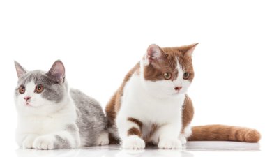 Britanya ile ilgili stenografi kedi beyaz zemin üzerinde. İngiliz kedi izole