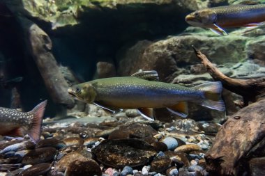 deniz alabalığı sualtı görüntü. Brook alabalık