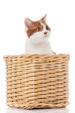 gatinho britânico no caixa. gatinho bonitinho no fundo branco 