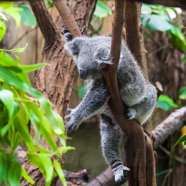 bir ağaç gövdesi Avustralya koala ayısı yatacağım. Koala üzerinde rahatlatıcı bir
