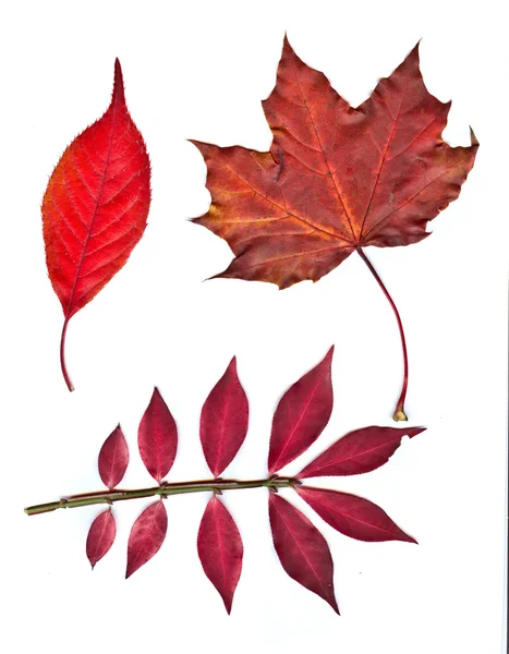 Kleurrijke set van herfst bladeren. collectie prachtige kleurrijke aut — Stockfoto