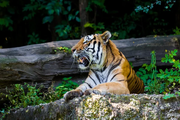 Tigre. Bellissimo ritratto di tigre — Foto Stock