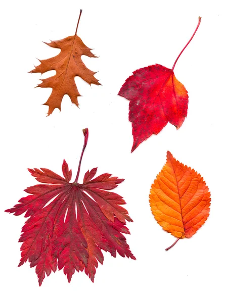 Zestaw kolorowych liści jesienią. Kolekcja pięknych aut kolorowy — Zdjęcie stockowe