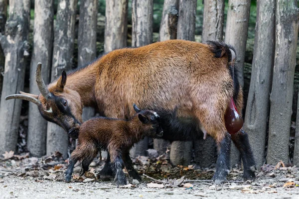 The goat with its baby.  Newborn kid. Brown baby goat — Stock Photo, Image