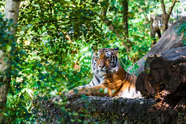 Kaplan. güzel tiger portresi — Stok fotoğraf