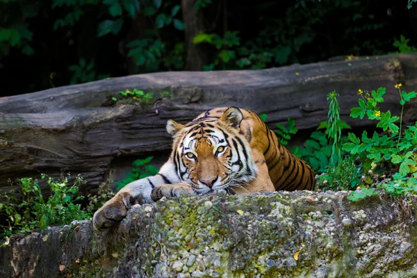 Kaplan. güzel tiger portresi — Stok fotoğraf