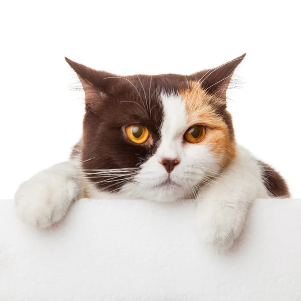 Lindo gatito con cartelera en blanco. Hermoso británico Shorthair kitt —  Fotos de Stock