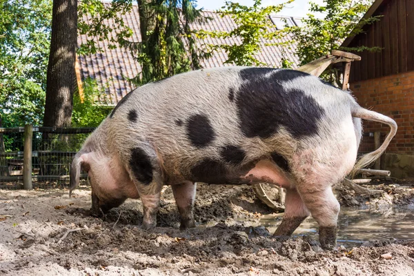 Çamur içinde domuz. büyük domuz ayakta çamur — Stok fotoğraf