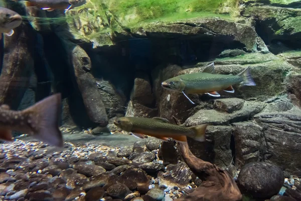 Underwater bild av havsöring. bäckröding — Stockfoto