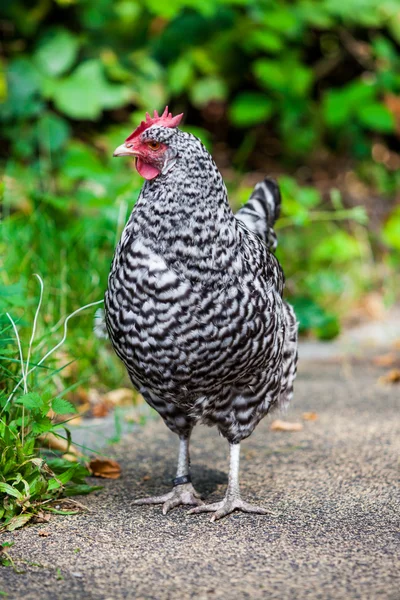 Gallina gris. pollo — Foto de Stock