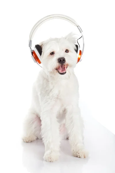 Perro blanco con auriculares aislados sobre fondo blanco. liste de perro —  Fotos de Stock