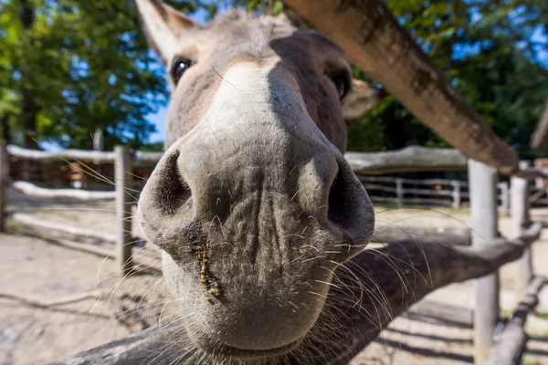 Um burro amigável. cabeça de um pequeno burro — Fotografia de Stock