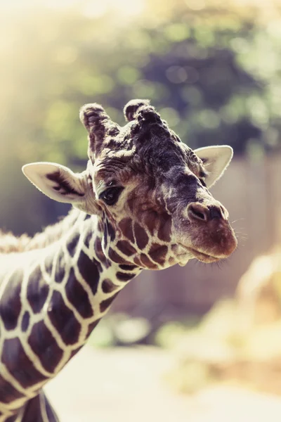 Giraffe. Porträt einer neugierigen Giraffe (Giraffa camelopardalis)) — Stockfoto