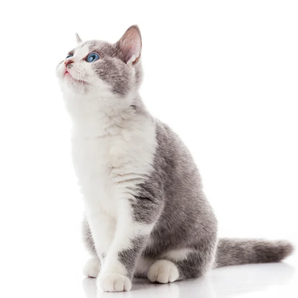 Gattino su sfondo bianco. gattino grigio — Foto Stock