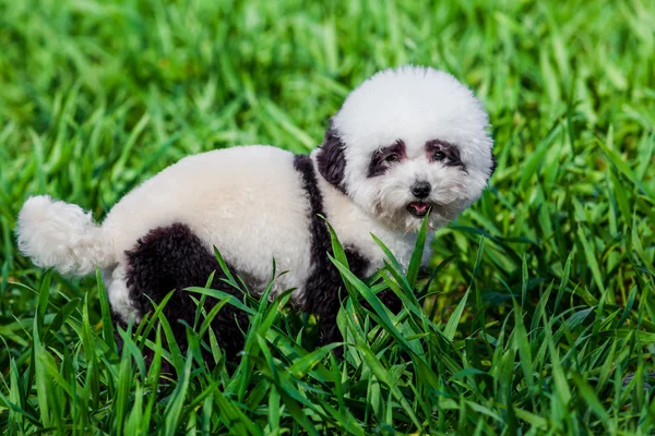 Perro repintado en panda. Perro arreglado. aseo de mascotas . — Foto de Stock