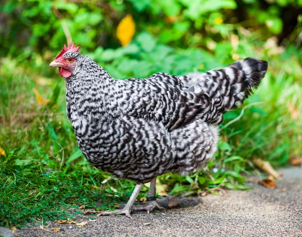 Closeup of a hen.  Hen outside in the meadow — Stock Photo, Image