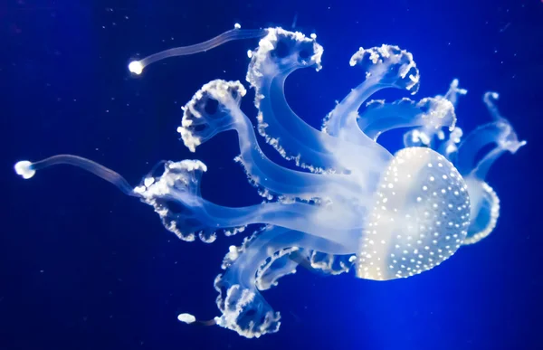 Τους πραγματικούς υποβρύχιους παραδείσους. κολύμπι μέδουσες σε μπλε φόντο — Φωτογραφία Αρχείου