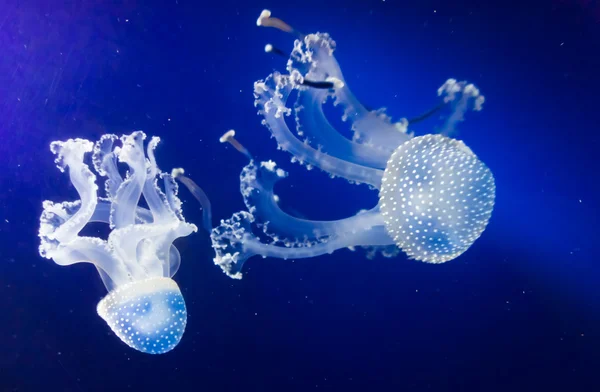 Unterwasserparadies. Schwimmende Quallen auf blauem Hintergrund — Stockfoto