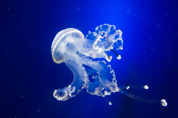 Подводный рай. Медузы на голубом фоне — стоковое фото