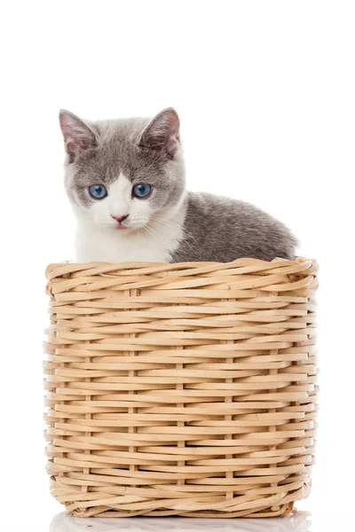 British kitten  in  box.  cute kitten on white background — Stock Photo, Image