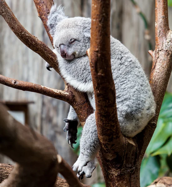 Oso de Koala australiano dormir en un tronco de árbol. Koala relajándose en A — Foto de Stock