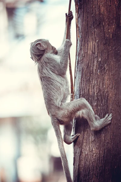 Pequeño mono. — Foto de Stock