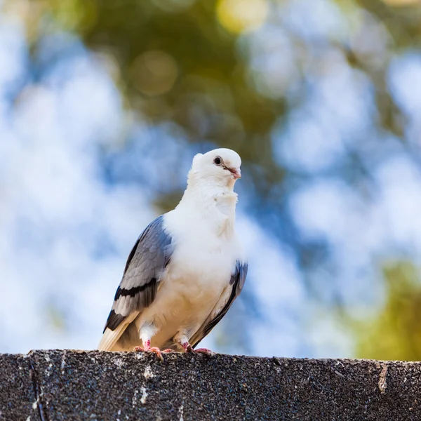 Taube. Taube — Stockfoto