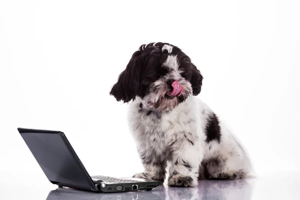 Shih tzu hund med laptop . - Stock-foto