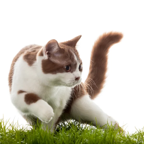 Británico gato de taquigrafía sobre un fondo blanco. Británico gato aislado —  Fotos de Stock