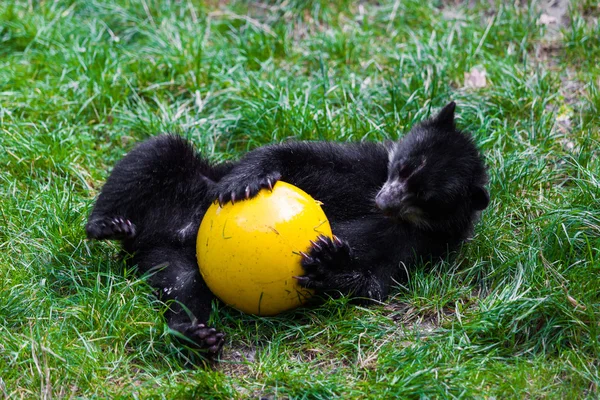 Ursinho brincando com bola. pequeno urso selvagem — Fotografia de Stock