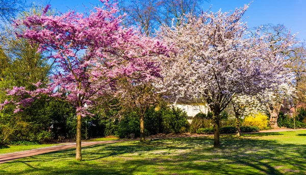 Spring nature background.  Spring landscape — Stock Photo, Image